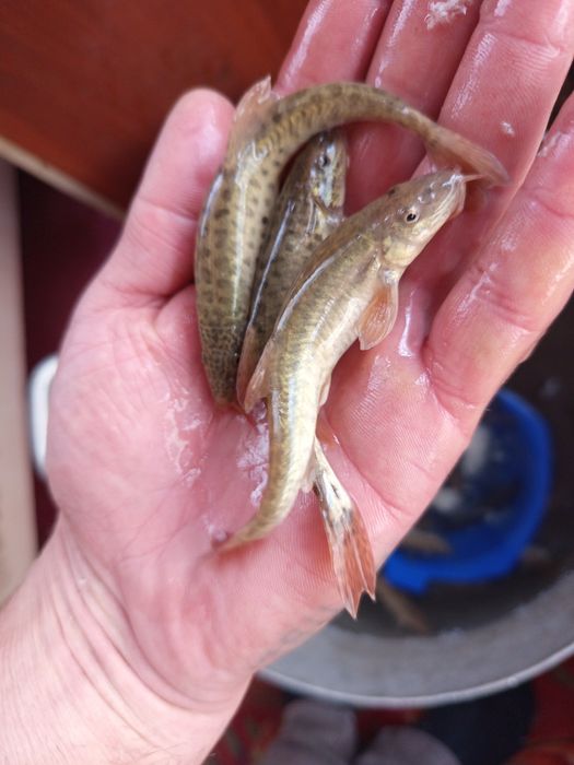 Живец карась, гольян, разного размера тенге  разного размера