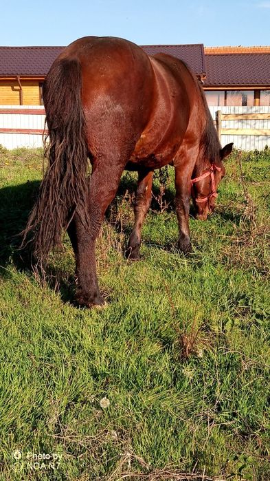 Vând mânză de 2 ani