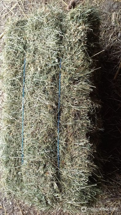 Vand Baloti Lucernă