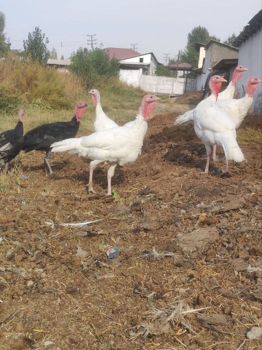 Erkak Kurkala sotiladi may oyida ochib chiqan 4kg 5kgacha vesi