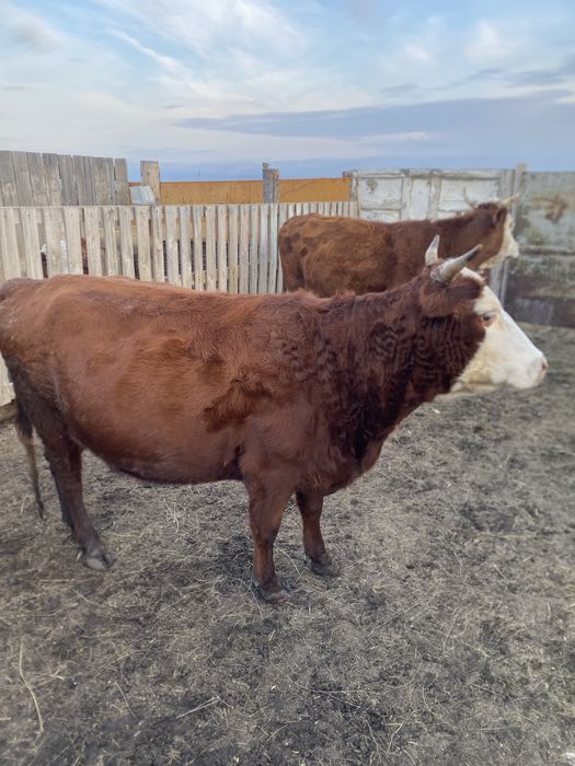 продам соғым корову