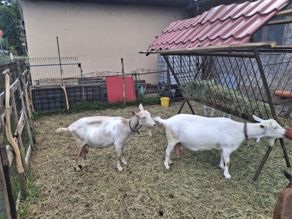 Capre sanenn  șut genetic