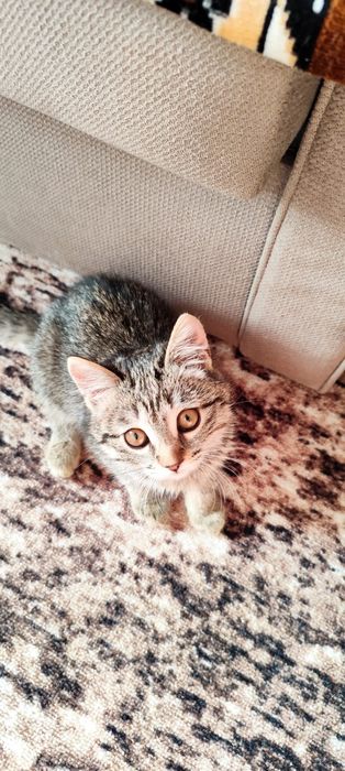 Отдам котенка в добрые руки