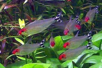 Родостомус , подростки 3см