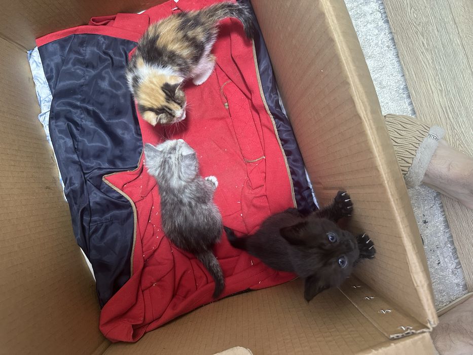 Продам домашних котят