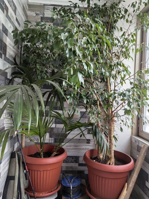 Фикус Бенджамина 160 см