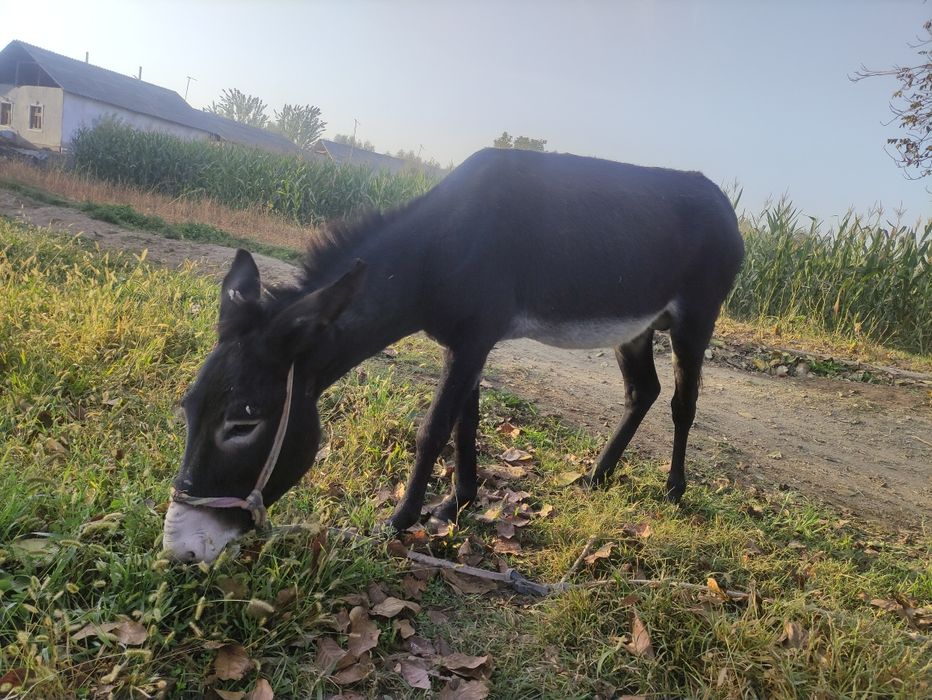 Eshshak Sotiladi 5 yosh