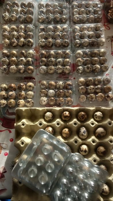 Пъдпъдъци и яйца от пъдпъдъци.