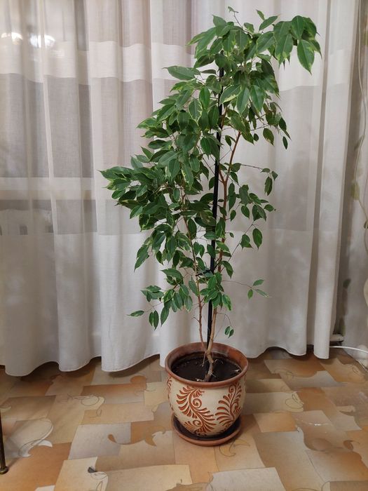 Продам цветок в глиняном горшке