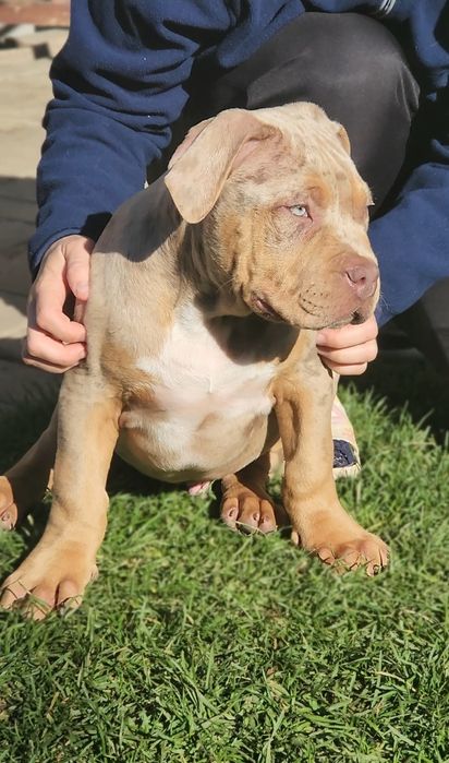 Mascul american bully xl