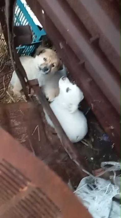 Подкинули щенков. Нужен дом!