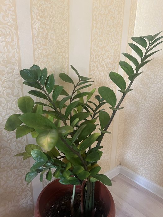 цветок денежные