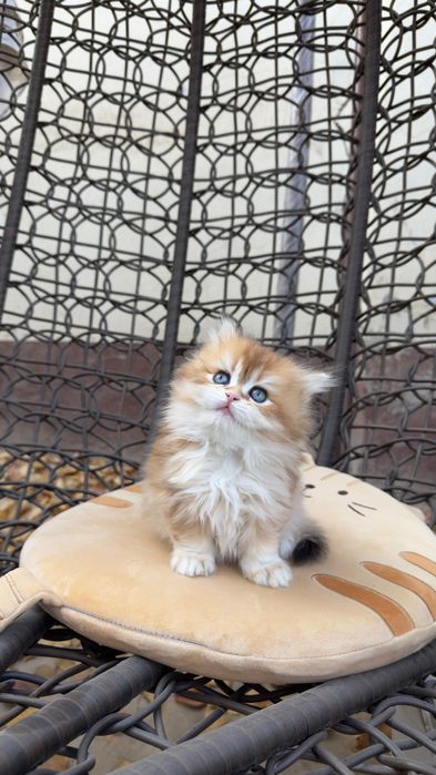 Британские котята шиншилла