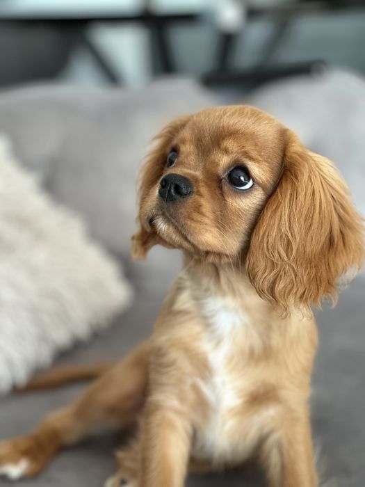 Cavalier king charles Spaniol