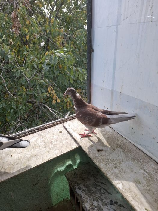 Vând porumbei voiajori sport