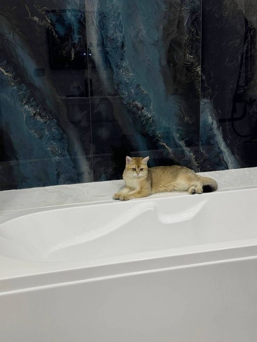 Zolataya Shinshila Sotladi