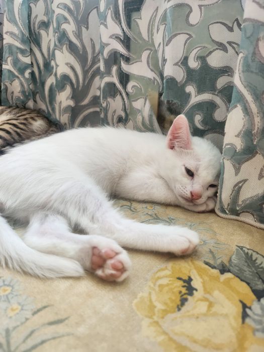 Бенгалски котки метиси