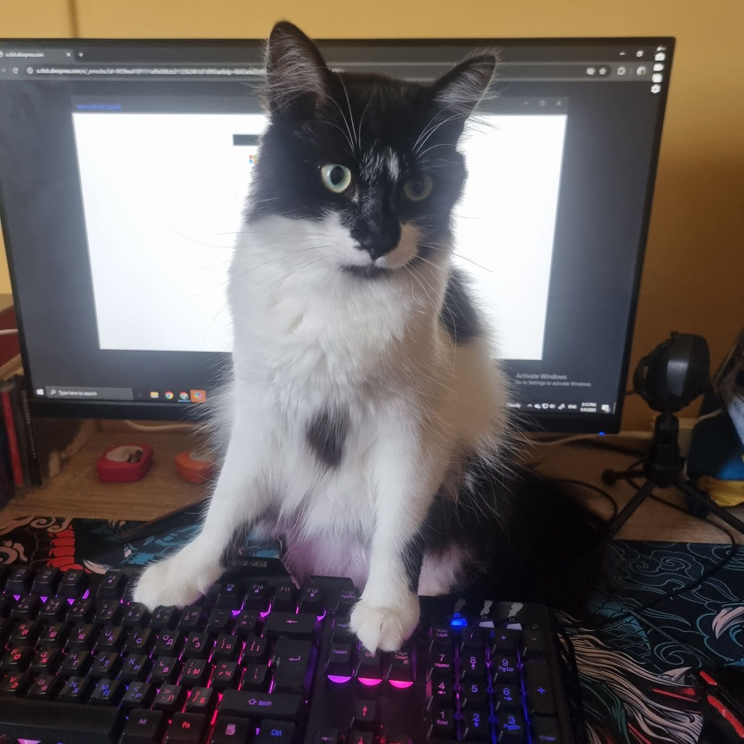 СРОЧНО котарак търси дом!