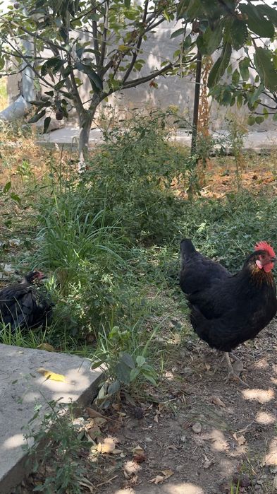 2 ta tovuq 100.000 so’m