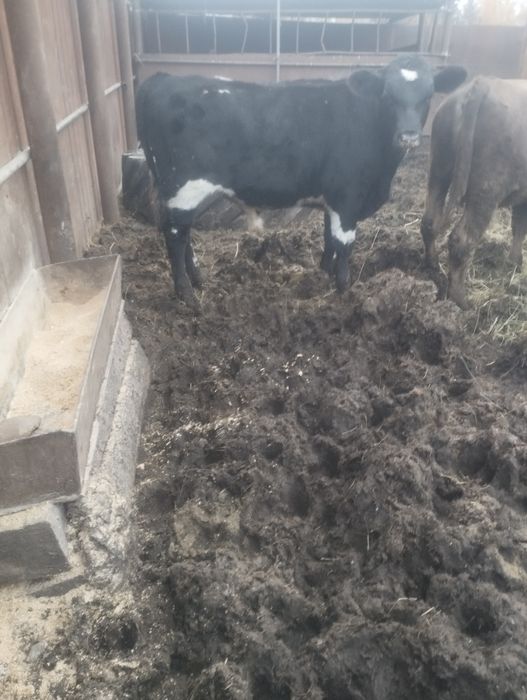 Подсосные бычки.