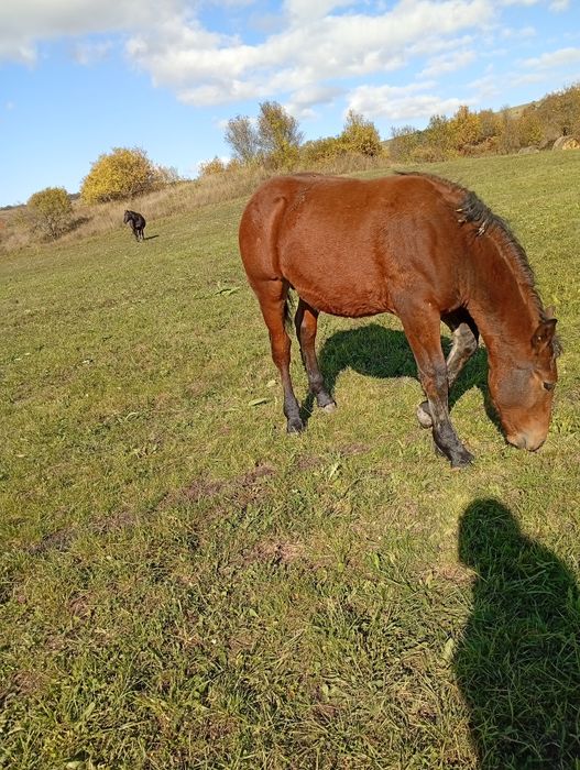 De vânzare, sau schimb pe diverse
