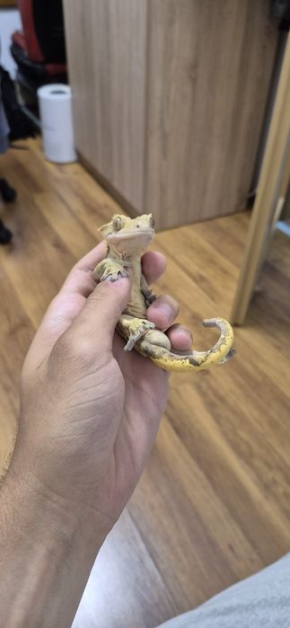 Crested Gecko mascul (fac și schimb!)