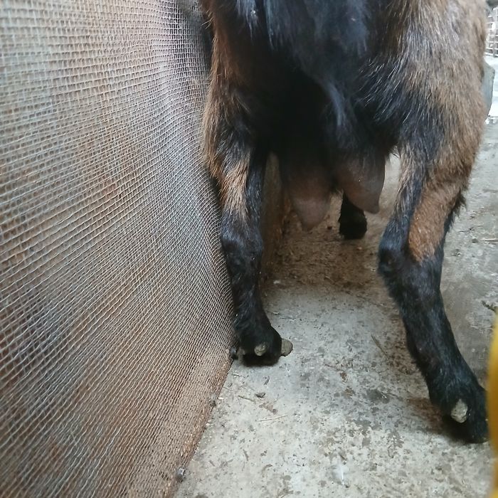 Capră Alpină Franceză