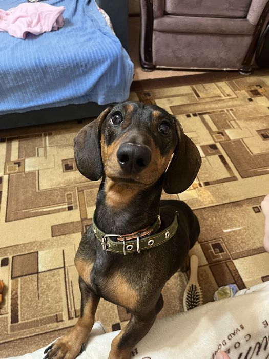 Такса мальчик 2 года