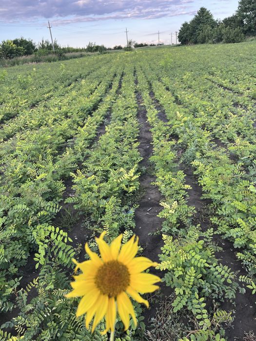 Vând puieți de ulm,salcâm,stejar,paulownia,tei,glădiță,mesteacăn,