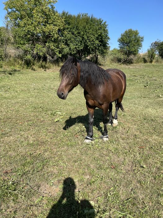 Iapă de vânzare de patru Ani