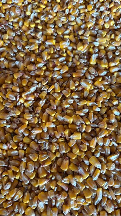 Vand porumb 2025 foare uscat