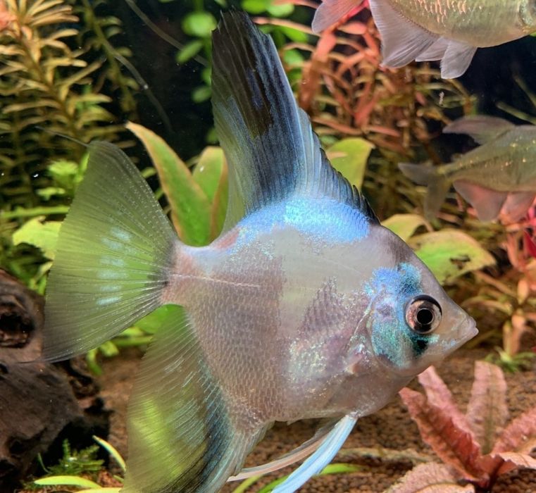 Скалярии параиба платина