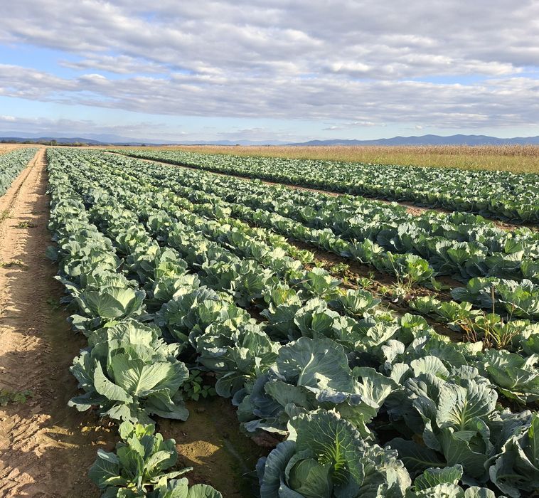 Varza de vazare Cociuba Mare