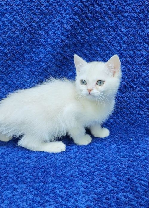 Скотиш страйт серебристая шиншилла девочка