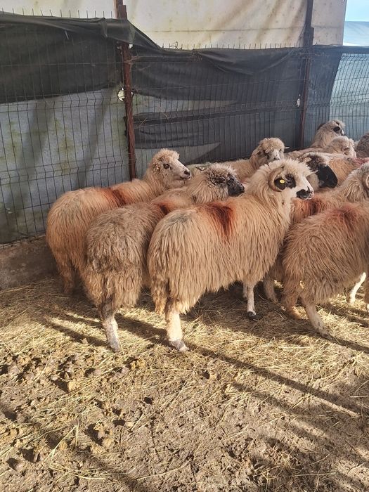 Vând 19 oi gestante