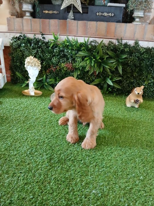 Cocker Spaniel 2 luni sănătos și jucăuș