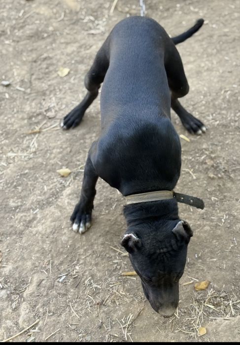 Amerikanskiy pidbul dakumentalari bor