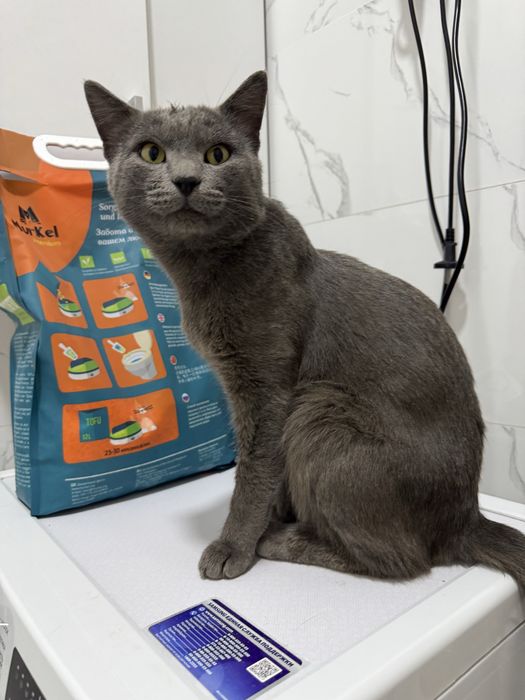 Красавец Грей в добрые руки