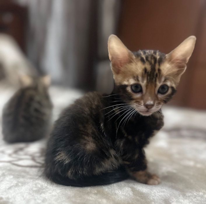 Бенгальские котята