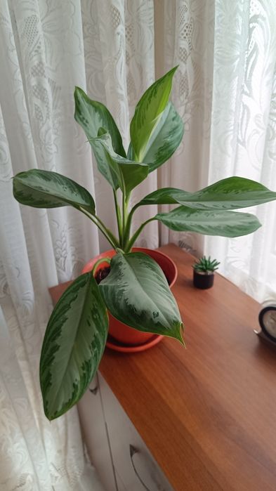 Аглаонема, Трилистник, Индрише, Дифенбахия, Бегония, Бенджамин, Епипре