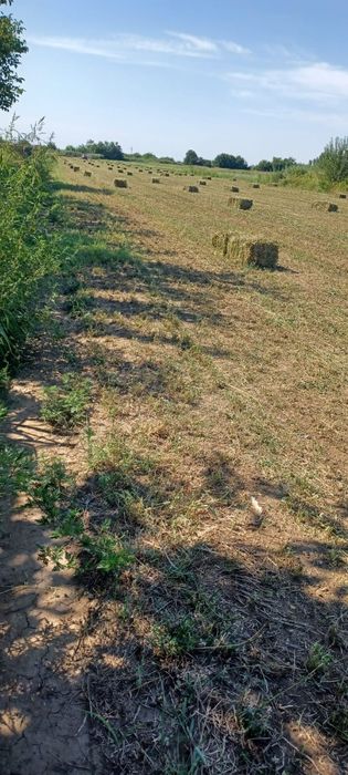 VÂND BALOTI de Lucernă!!