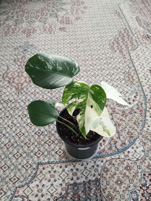 Продам продам продам