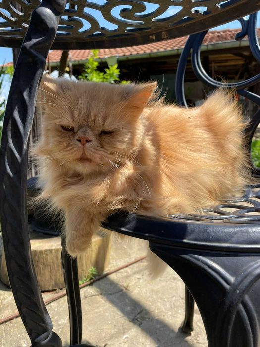Персийска котка, свободна в добър дом.  Persian Cat free to good home