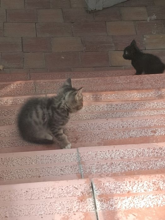 Котята в хорошие руки