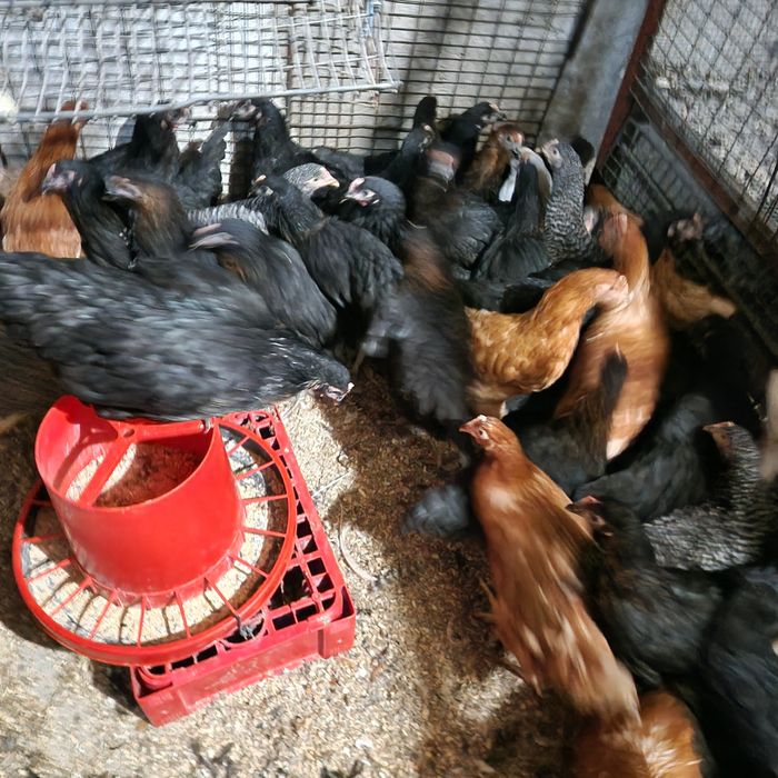 Puicute de ouă moravia si kabir