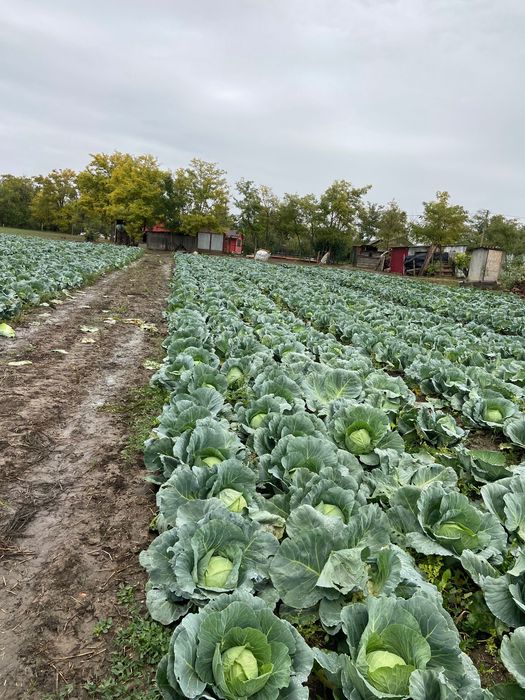 Vând varză polka f1