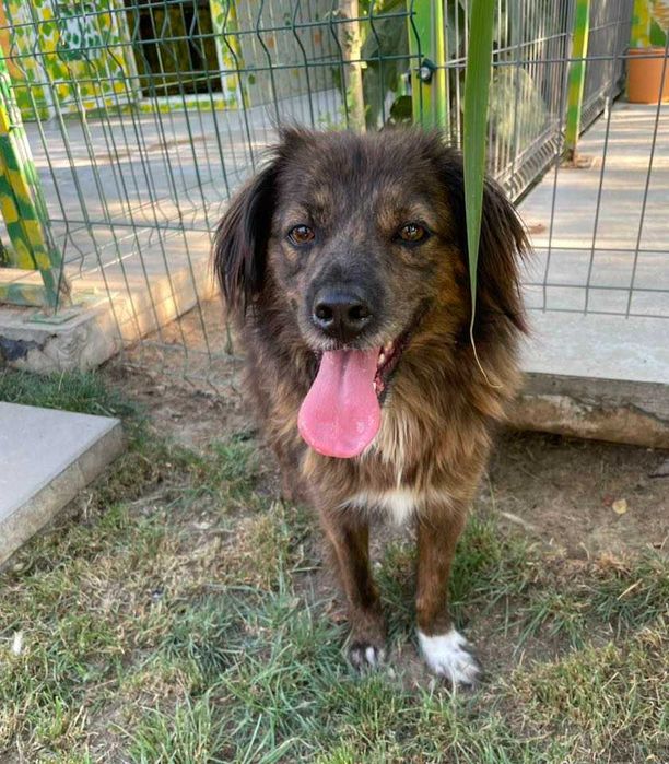 Gretel cainele minunat isi cauta familie