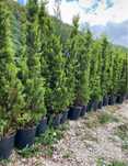 Chiparos leylandii