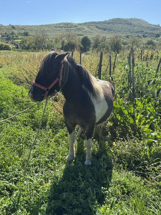 Vând ponei castrat