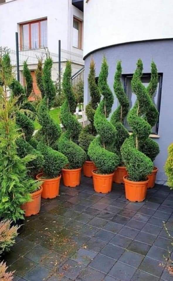 Plante ornamentale pentru o gradina de vis ori ce specie și dimensiune